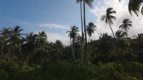 Lush-Tayrona-National-Park-palm-grove-under-Colombia's-serene-skies