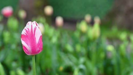 Jardín-De-Tulipanes-En-Southwark,-Londres,-Reino-Unido