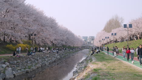 People-Walked-and-Hangout-At-Yangjae-Citizens-Forest-With-Cherry-Blossoms-In-Seocho,-Seoul,-South-Korea