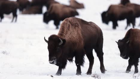 Büffel-Bison-Im-Winter-In-Montana