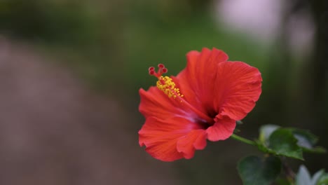 Rosas-Rojas-De-China-Florecieron-En-El-árbol