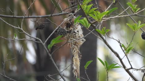 Hummingbird-in-nest---eggs---home-