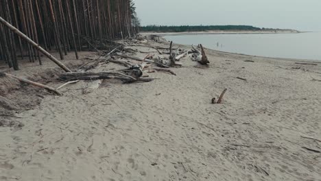 Luftaufnahme-Des-Flusses-Gauja,-Der-In-Die-Ostsee-Mündet,-Golf-Von-Riga,-Lettland,-Zerbrochene-Kiefern-Nach-Einem-Sturm-Und-Angeschwemmte-Ufer