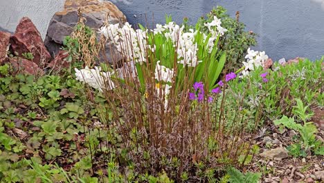 Hyacinthus-Orientalis-Weiße-Blumen-Auf-Einer-Wiese