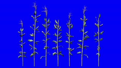 Plantas-De-Hileras-De-Maíz-En-3D-Con-Efecto-De-Viento-En-Animación-3D-En-Pantalla-Azul