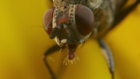 Extreme-Macro-of-house-fly-with-brown-eyes-and-ocelli-in-yellow-flower