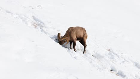 Bighorn-sheep-grazing-in-the-Winter-in-Montana