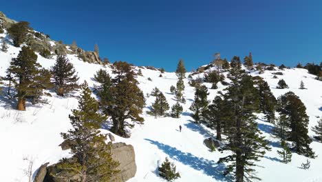 Aerial-view-of-hiker-walking-up-snowy-forested-terrain,-Carson-Pass,-California