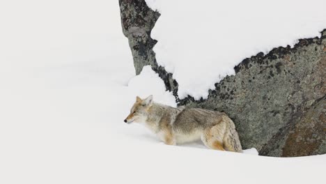 Coyote-Buscando-Comida-En-El-Invierno-En-Montana