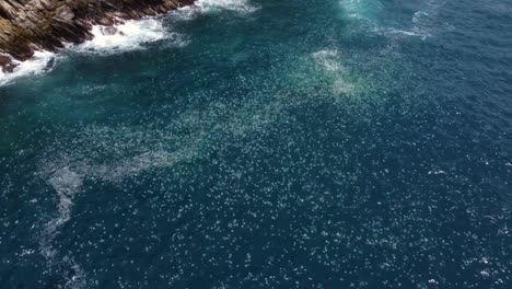 circular-drone-flight-over-a-concentration-of-many-"cannonball"-jellyfish-near-a-beach