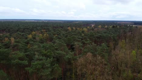 Aerial-above-pine-forest-in-the-belgian-countryside-during-cloudy-day