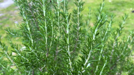 Fresh-Rosemary-Plant-growing-outdoors-in-garden-at-sunlight