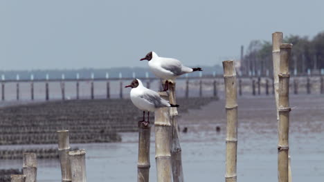 Tres-Gaviotas-De-Cabeza-Negra,-Chroicocephalus-Ridibundus,-Se-Posan-Sobre-Pilotes-De-Bambú,-Y-Una-Voló-Hacia-Las-Aguas-Turbias-En-Bangphu,-Samut-Prakan-En-Tailandia