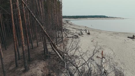 Aerial-Shot-Gauja-River-Flows-Into-the-Baltic-Sea-Gulf-of-Riga,-Latvia-Broken-Pines-After-Storm-and-Washed-Up-Shore