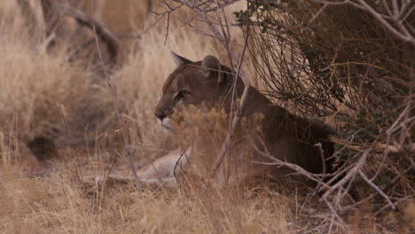 Female-lion-resting-in-bushes-on-hot-sunny-day