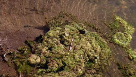 Algae-growing-in-geothermic-stream.-Southern-Iceland