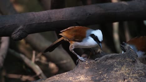 White-crested-Laughingthrush-Garrulax-leucolophus-feeding-then-goes-away-to-the-left-as-a-Greater-Necklaced-Laughingthrush-Pterorhinus-pectoralis-arrives-to-also-feed,-Thailand