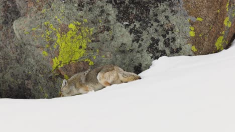 Kojote-Auf-Nahrungssuche-Im-Winter-In-Montana
