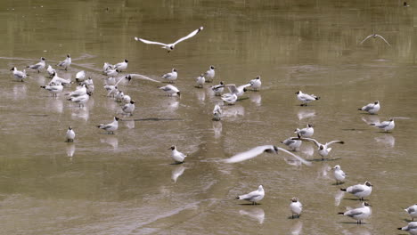 A-flock-of-migratory-birds,-black-headed-seagulls-are-standing-in-the-murky-and-muddy-waters-of-the-estuarine-waters-of-Bangphu-in-Samut-Prakan-in-Thailand,-while-some-are-flying-away