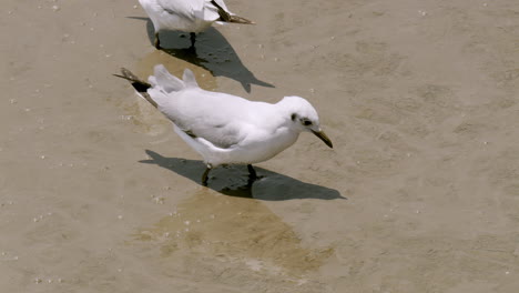 Beautiful-shot-of-male-and-female-brown-headed-gulls