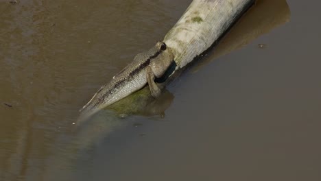 Descansando-Sobre-Un-Bambú-A-La-Deriva-Mientras-La-Cámara-Hace-Zoom,-Periophthalmus-Chrysospilos,-Saltador-De-Barro-Con-Manchas-Doradas,-Tailandia