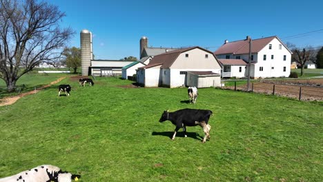 Aerial-view-of-grazing-cows-on-grass-field-in-american-farm-house-with-silo-during-sunny-day