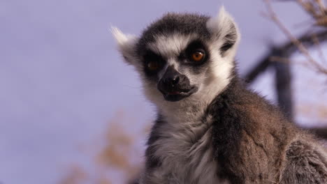 Lemur-Im-Gehege-Schaut-Sich-Um---Mittlere-Aufnahme-Des-Gesichts