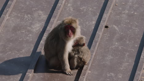 Macaco-Japonés-Salvaje-Madre-Acurrucándose-Y-Arreglando-Al-Bebé-En-El-Techo