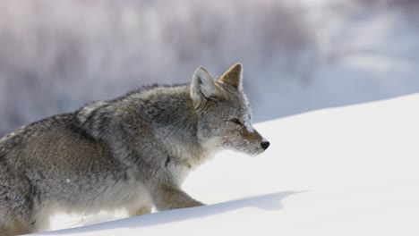Coyote-looking-for-food-in-the-Winter-in-Montana