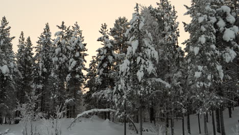 Snow-Covered-Coniferous-Pine-Tree-Forest,-Lappish-Winter,-Gentle-Pan