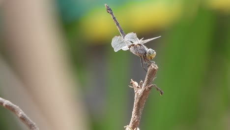 Libelle-Entspannt-Auf-Stock---Flügel-