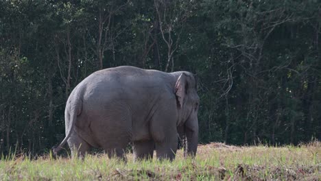 Mirando-Hacia-La-Derecha-Mientras-Lleva-Comida-A-Su-Polilla-Mientras-Balancea-Su-Cola,-Elefante-Indio-Elephas-Maximus-Indicus,-Tailandia