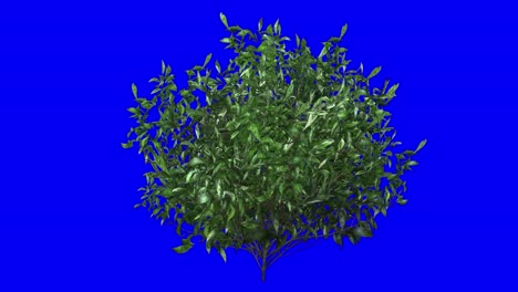 Arbusto-De-Azalea-3d-Con-Efecto-De-Viento-En-Animación-3d-De-Pantalla-Azul