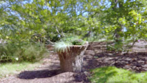 Reveal-of-mum-on-a-tree-trunk-coming-into-focus-during-the-approach