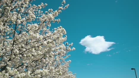 árbol-Que-Florece-Blanco-Durante-La-Primavera