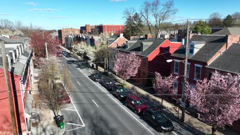 Blossoming-trees-in-American-city