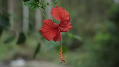 Red-china-rose-flowers-bloomed-on-the-tree