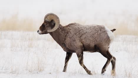 Borrego-Cimarrón-Pastando-En-Invierno-En-Montana