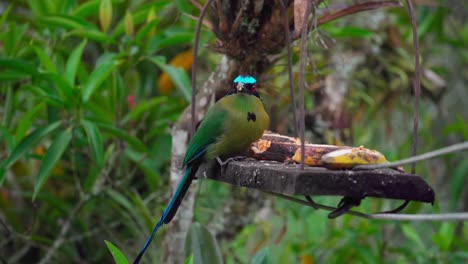 Motmot-Momotus-aequatorialis,-tropical-green-bird-in-Salento,-Colombia