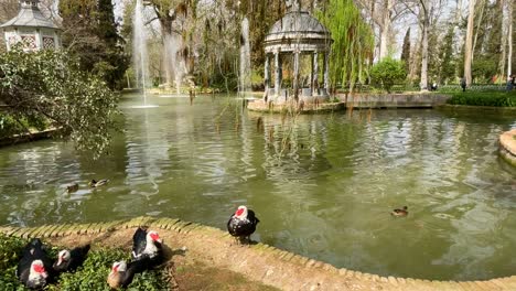 Wunderschöner-Teich-Mit-Enten-Und-Wasserfontänen,-Ein-Blauer-Marmortempel-Und-Ein-Auffällig-Bemaltes-Vogelhaus