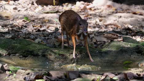 Seen-at-a-water-hole-deep-in-the-forest-then-goes-away-to-the-left,-Lesser-mouse-deer-Tragulus-kanchil,-Thailand