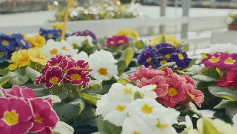 Rows-of-blooming-primroses-springtime-flowers-in-garden-centre-greenhouse