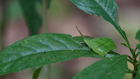 Resting-on-a-leaf-while-moving-pretending-to-be-part-of-the-plant-in-which-it-is-also-eating,-Systella-rafflesii-Leaf-Grasshopper,-Thailand