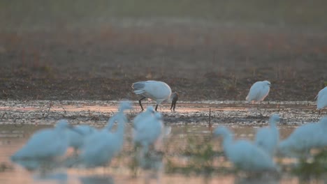 The-black-headed-ibis-Fishing-in-pond-with-Egrets