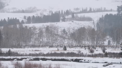 Una-Manada-De-Alces-Se-Mueve-A-Lo-Largo-De-La-Orilla-De-Un-Río-Mientras-Un-Lobo-Duerme-En-El-Campo