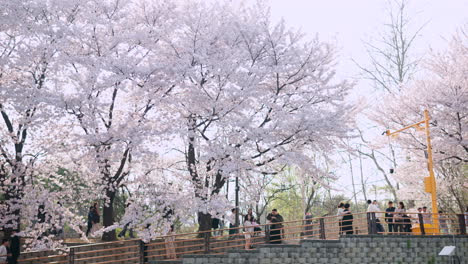 Cherry-Blossom-Trees-In-Bloom-During-Spring-In-Yangjae-Citizens-Forest-Park-In-Seoul,-South-Korea