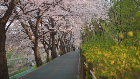 People-strolling-among-blooming-cherry-blossoms-trees,-Yangjae-Citizen-Forest,-Seoul