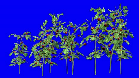 3D-Tomatenpflanzencluster-Mit-Windeffekt-Auf-Blauem-Bildschirm,-3D-Animation