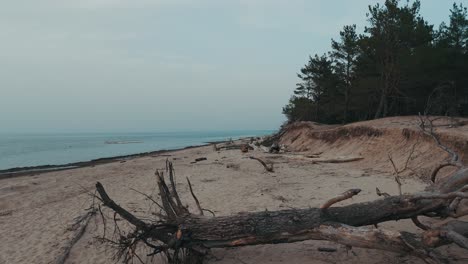 Aerial-Shot-Gauja-River-Flows-Into-the-Baltic-Sea-Gulf-of-Riga,-Latvia-Broken-Pines-After-Storm-and-Washed-Up-Shore