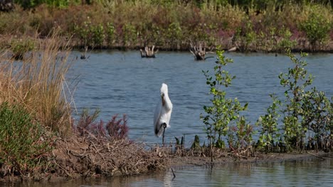 Mirando-Hacia-La-Cámara-Con-El-Pie-Derecho-Cerrado-En-Un-Puño-Y-Luego-Se-Acicala,-Garceta-Grande-Ardea-Alba,-Tailandia